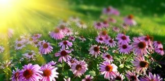 Aucun Barrage Existe