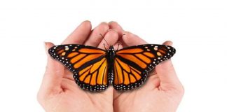 Est-il si difficile de quitter votre chrysalide?