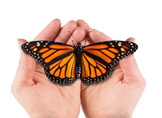 Est-il si difficile de quitter votre chrysalide?