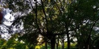 Message aux Travailleurs de Lumière – 19 mars 2021