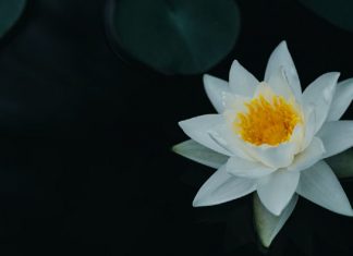 L’Inconfort d’une Invention