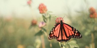 Profondément dans le Silence