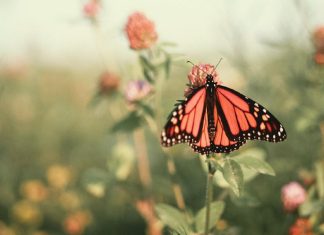 L’envol du papillon