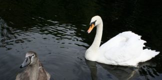 Message aux Travailleurs de Lumière – 31 mars 2021