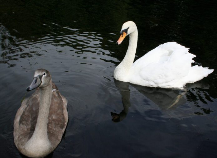 Cygnes blanc et brun