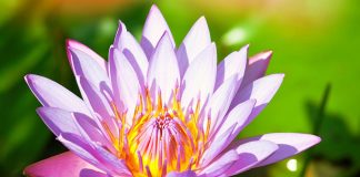 Vous êtes le lotus s’épanouissant au dessus de la vase!