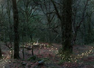 Le Créateur – Laissez la Magie…