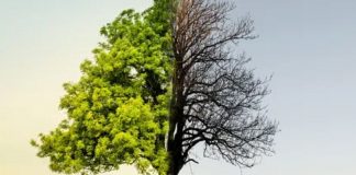 Le Créateur – Mort = Croissance