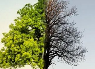 Le Créateur – Mort = Croissance