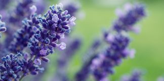 Vous conduire hors de ce monde