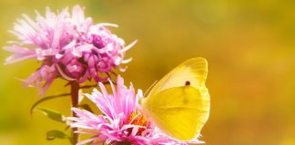 La Connaissance Intérieure qu’est l’Amour