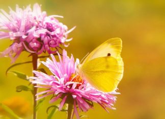 La Connaissance Intérieure qu’est l’Amour