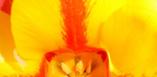 CONTINUER À RÊVER OU SE RÉVEILLER ?