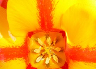 CONTINUER À RÊVER OU SE RÉVEILLER ?