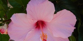 Sanat Kumara : Soyez Comme une Oasis Dans le Désert