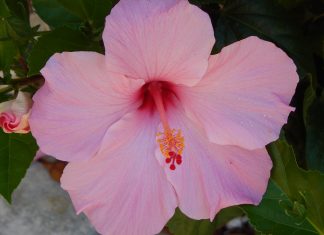 Sanat Kumara : Soyez Comme une Oasis Dans le Désert