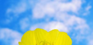 Se Souvenir de l’Innocuité