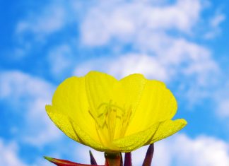 Sanat Kumara : VOIR LE MONDE TRANSFORMÉ !