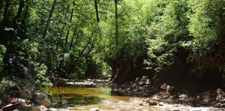 Les courants de la Grâce