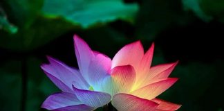 Le lotus de l’Amour s’épanouit en vos cœurs