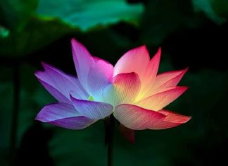 Le lotus de l’Amour s’épanouit en vos cœurs