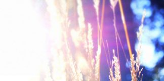 Le Blé se Dresse Haut dans le Champ