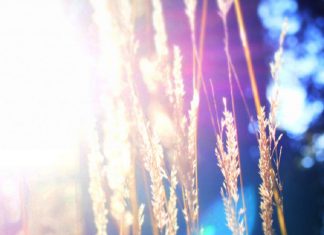 Le Blé se Dresse Haut dans le Champ