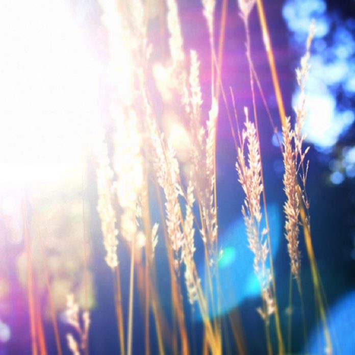 Le Blé se Dresse Haut dans le Champ