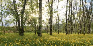 Message aux Travailleurs de Lumière – 25 juin 2021