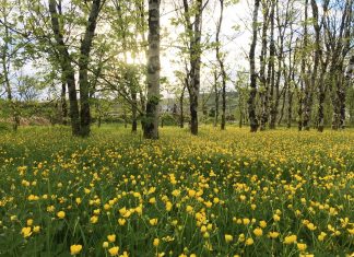 Message aux Travailleurs de Lumière – 25 juin 2021