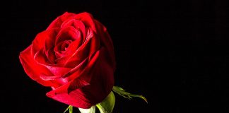 Se Concentrer sur les Fleurs au milieu des Épines