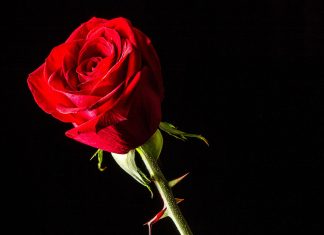 Se Concentrer sur les Fleurs au milieu des Épines