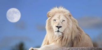 Portail des Lions 2021 : L’émergence de I’Humain de la Nouvelle Terre