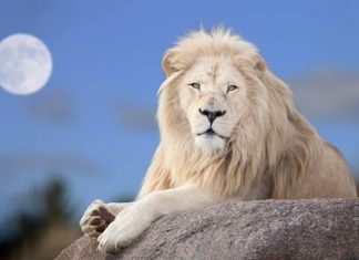 Portail des Lions 2021 : L’émergence de I’Humain de la Nouvelle Terre