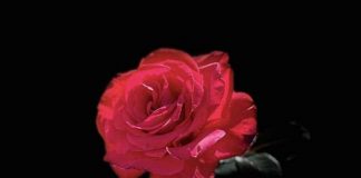 Le Pouvoir de l’Autonomisation d’une Focalisation Puissante !