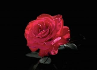 Le Pouvoir de l’Autonomisation d’une Focalisation Puissante !