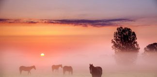 Message du Collectif des Chevaux