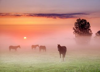 Message du Collectif des Chevaux