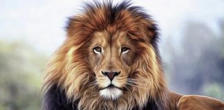 Que la Force soit avec toi …!