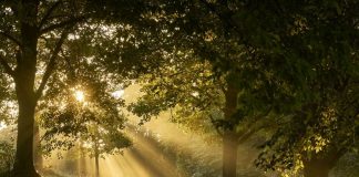 POUR L’AMOUR DE VOUS, L’ARBRE EST RENVERSE