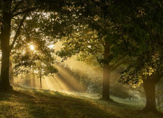 POUR L’AMOUR DE VOUS, L’ARBRE EST RENVERSE