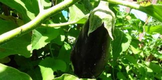 Arrosez les Fruits, Pas les Mauvaises Herbes