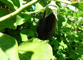 Arrosez les Fruits, Pas les Mauvaises Herbes