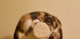 Le Créateur – Juste s’arrêter