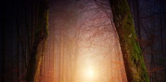 Fédération Galactique : Une Nouvelle Lumière se Lève !