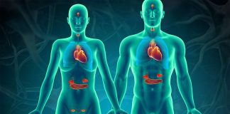 VOS QUATRE SYSTÈMES ENDOCRINIENS PRINCIPAUX ET LEUR ENTRETIEN