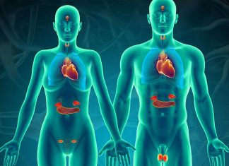 VOS QUATRE SYSTÈMES ENDOCRINIENS PRINCIPAUX ET LEUR ENTRETIEN