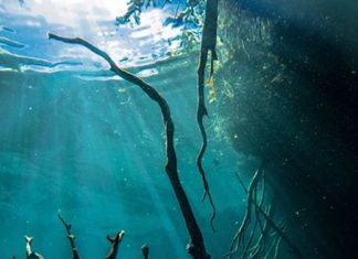 Message aux Travailleurs de Lumière – 15 octobre 2021