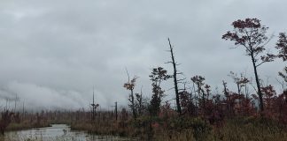 Des Mots de Célébration