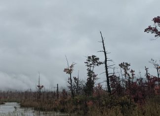 Des Mots de Célébration